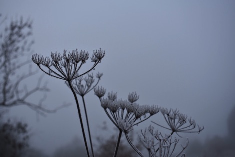 Frosty seedheads